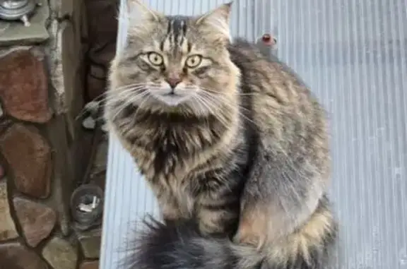 Пропала кошка, Анапа, Новороссийская 19 - photo
