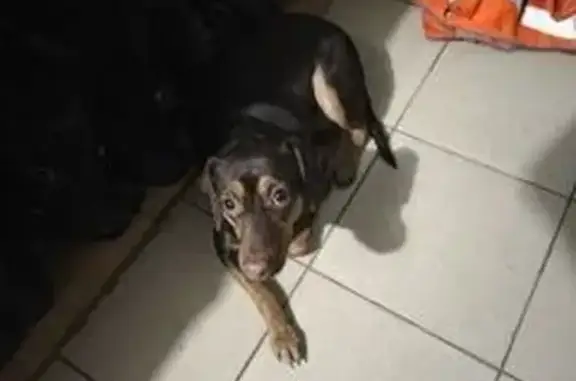 Найдена собака, Нахабино, фото: Найдена собака на ул. Малая 5, Нахабино