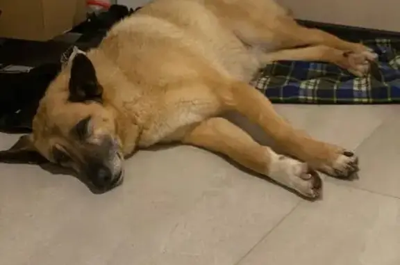 Собака найдена: Береговой переулок, Петрозаводск - photo