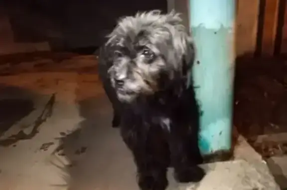 Найдена собака, Волгоград, фото: Найдена собака, Волгоград, Волгоградская обл.