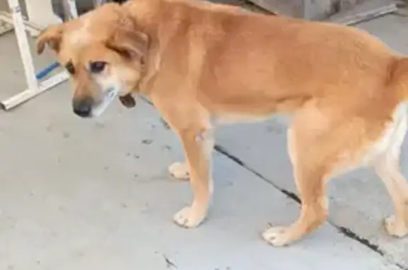 Пропала собака, Крестьянская 17, Миасс - photo