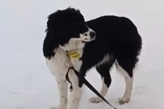 Собаки потеряшки, Заозерье, фото: Потеряшка собака, Южная ул., 9В, Заозерье