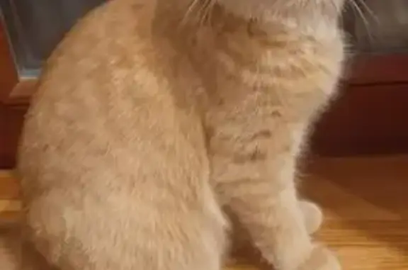 Кошки потеряшки, Муром, фото: Потеряшка кошка, Вишнёвая ул. 14, Муром