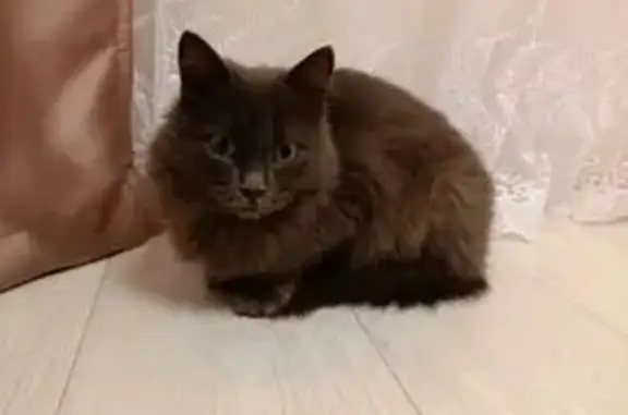 Найдена кошка, Березовый, фото: Кошка найдена у подъезда, ул. Малигонова