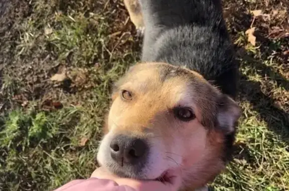 Пропала собака Чич, Аннино, ул. Набережная - photo