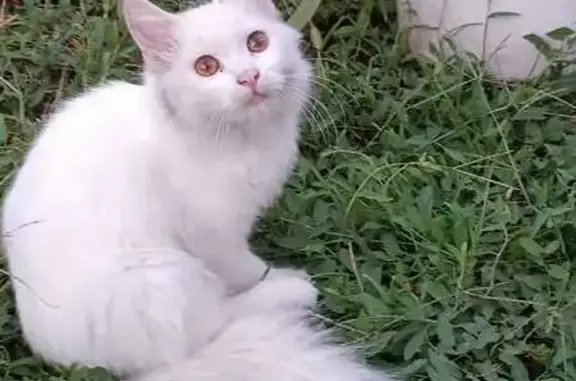 Пропала кошка, 3-й Артиллерийский пер., 56 - photo