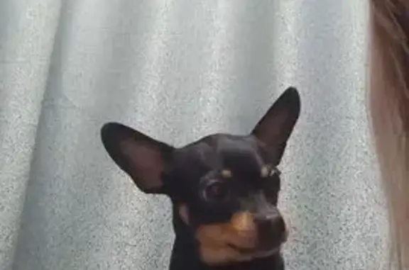 Пропала собака, Южный бульвар, Битца - photo