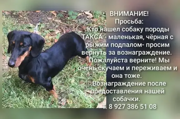 Пропала собака, Одесская ул. 5, Пенза - photo