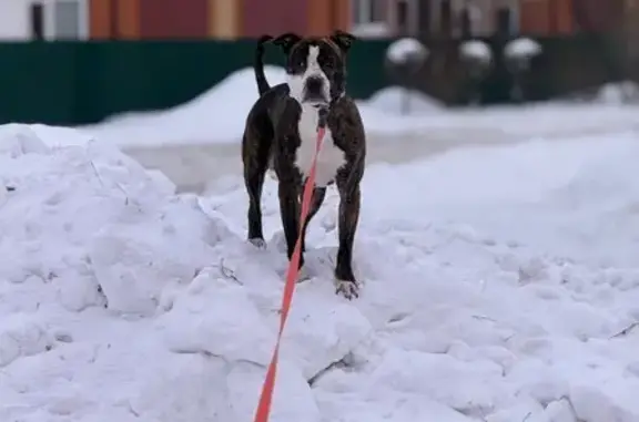 Собаки потеряшки, Курган, фото: Потеряшка собака, Курган, ул. Арчи 1