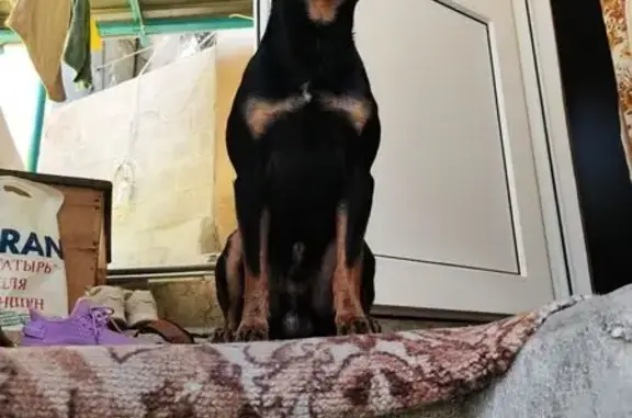 Пропала собака, Южный б-р, 4, Битца - photo