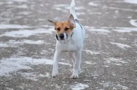 Пропала собака, ул. Архимеда, ЗАО Можайский - photo