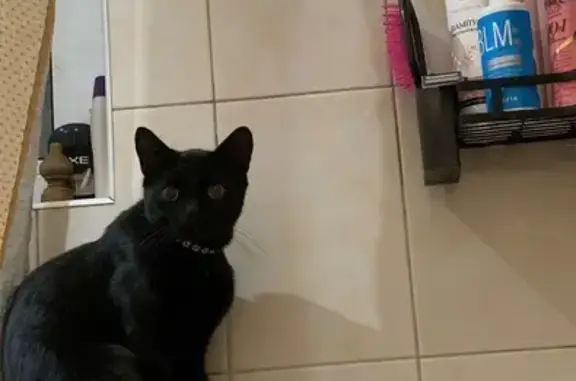 Пропала кошка, ул. Горовца, 22, Белгород - photo