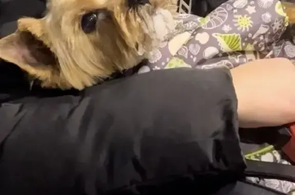 Пропала собака, Брянск, Брянская обл. - photo