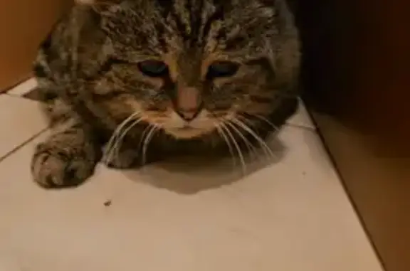 Пропала кошка, Варшавское ш., 75 к1 - photo