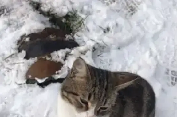 Пропал кот, 1-я Порецкая ул.,...