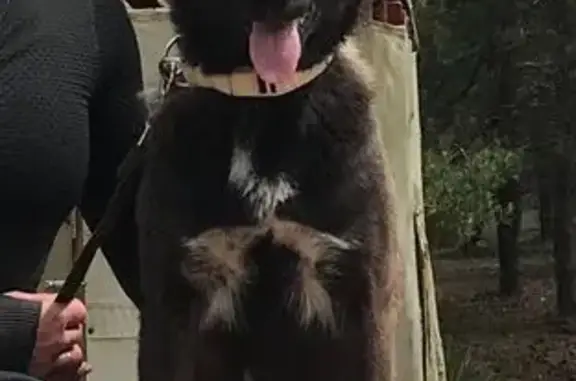 Пропала собака на ул. Хальзовской, 50 - photo