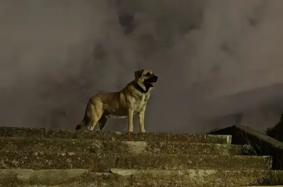 Пропала собака на пр. Косыгина, СПб - photo