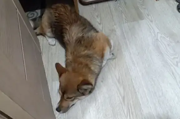 Найденные животные Улан-Удэ, фото: Собака найдена: Городской пер., 26, Улан-Удэ