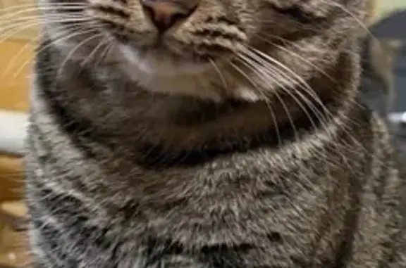 Пропала кошка, ул. Пушкина, Дубна - photo