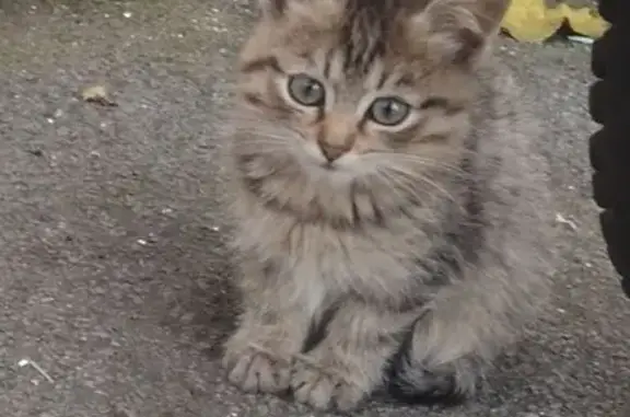 Пропала кошка, ул. Славы 20, Воронеж - photo