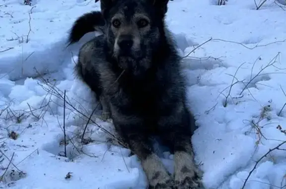 Пропала собака, Новолисиха 9 - photo