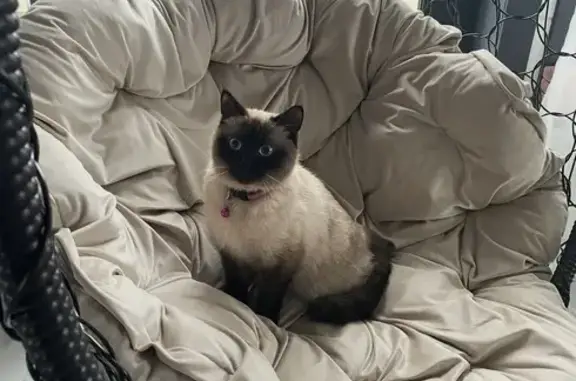 Пропала тайская кошка, М-2, 9, Одинцово - photo