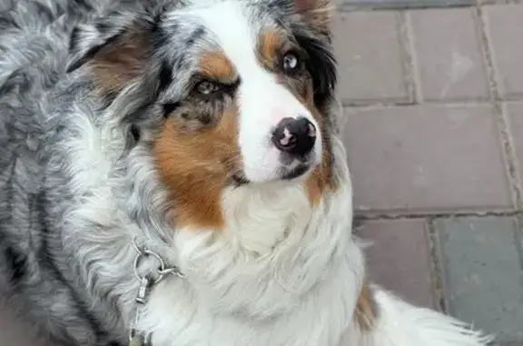 Пропала собака, Омск, ул. Судоремонтная, 1 - photo