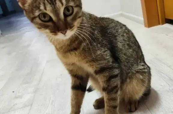 Объявления о пропавших и найденных животных, Якутск, фото: Кошка найдена: ул. Маяковского, 110/1