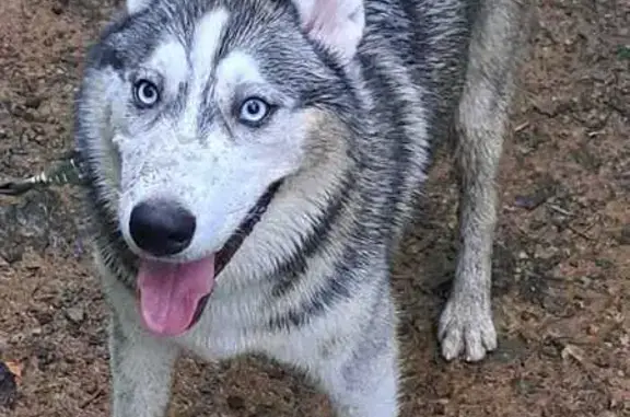 Пропала собака, ул. Щетининой, 24, Владивосток - photo