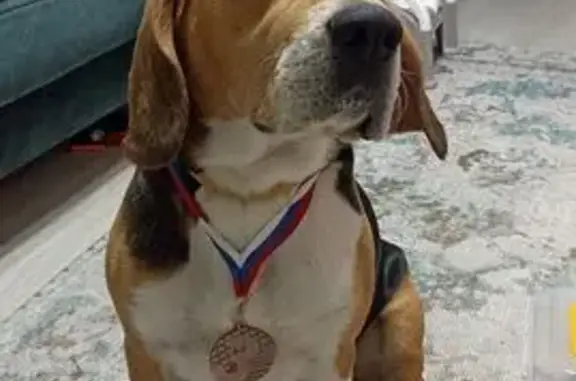 Пропал бигль, Лесная ул., Шварцевское СП - photo