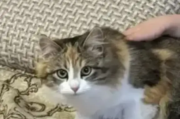 Пропала кошка, Касимовское шоссе, 63 к1 - photo