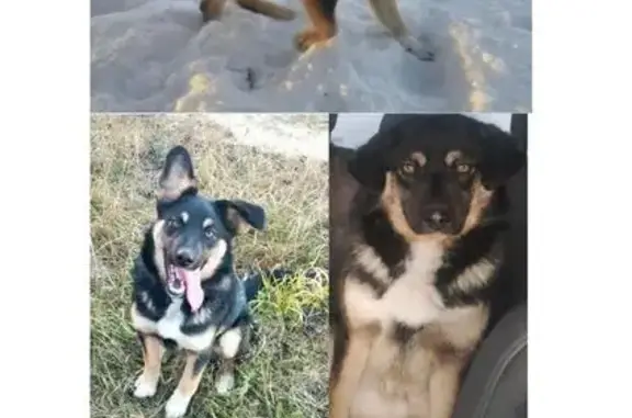 Пропала собака, ул. Кузнецова 7, Тюмень - photo