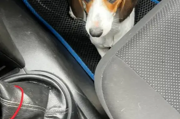 Пропала гончая в Большой Черниговке - photo