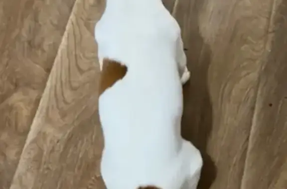 Пропала собака на ул. Ярославского, Пермь - photo