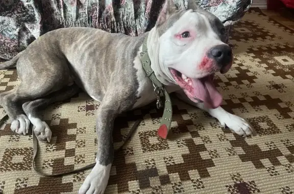 Объявления о пропавших и найденных животных, Нерюнгри, фото: Найдена собака, пр. Дружбы Народов, 14