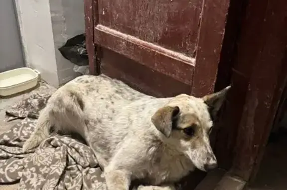 Пропала собака, Волгоград, Красный район - photo