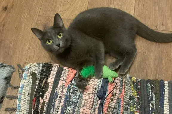 Найденные животные Липецк, фото: Кошка найдена: ул. Мичурина, 8, Липецк