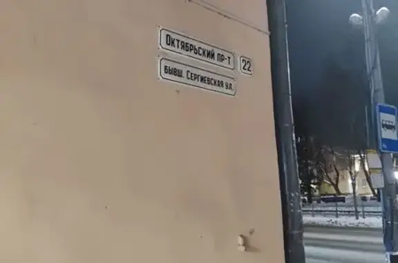 Найдена собака, Псков, фото: Пёс найден на Октябрьском проспекте, Псков