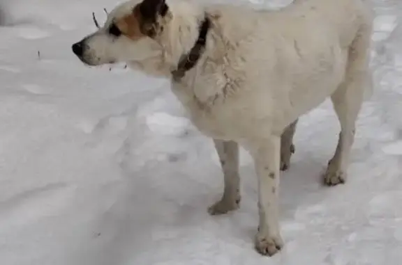 Пропала собака в Яковлево, ул. О. Кошевого - photo