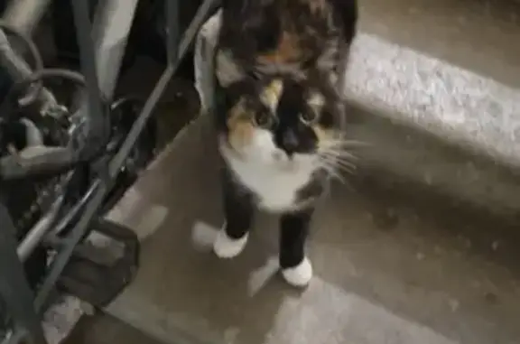 Кошка найдена: Петрозаводск, Карелия - photo