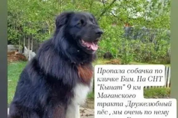 Пропала собака, Маган, Якутия - photo