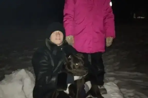 Найденные животные Новокузнецк, фото: Найдена собака, ул. 40 лет ВЛКСМ, 40