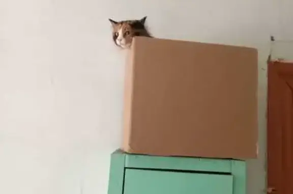 Пропала кошка в Воронино, Киренск - photo