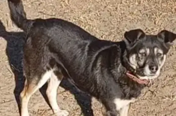 Пропала собака, ул. Пугачёва, Улан-Удэ - photo