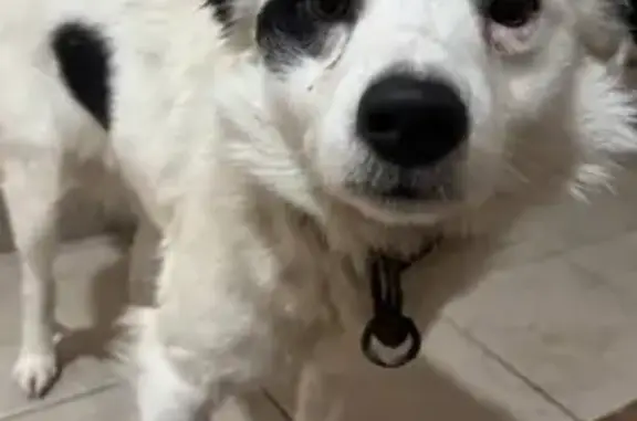 Найдена собака, Чебоксары, фото: Найдена собака, ул. Анисимова, Чебоксары