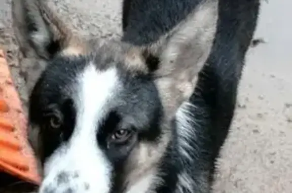 Пропала собака, Вытти, Ленобласть - photo