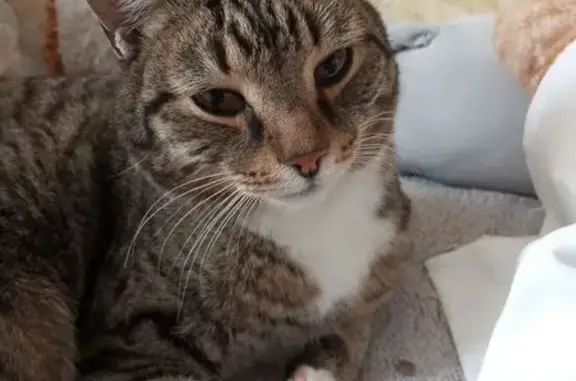 Объявления о пропавших и найденных животных, Омск, фото: Пропала кошка, Верхнеднепровская, Омск