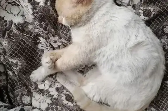 Пропал кот, Степановка, Томск - photo