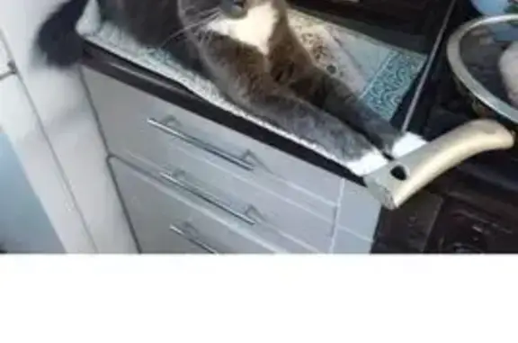 Пропала кошка, ул. Гоголя 7А, Суздаль - photo