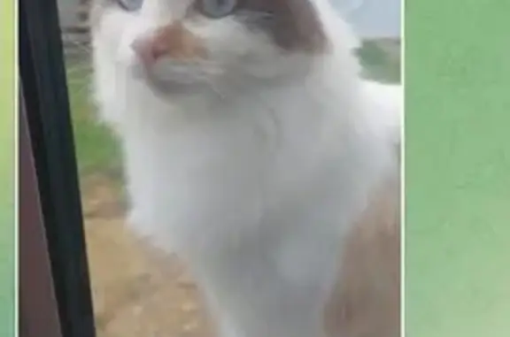 Пропала кошка, Якутск, Саха (Якутия) - photo